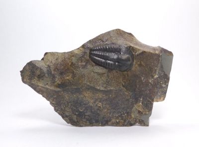 Elipsocephalus hoffi - Jince u Příbrami (23)